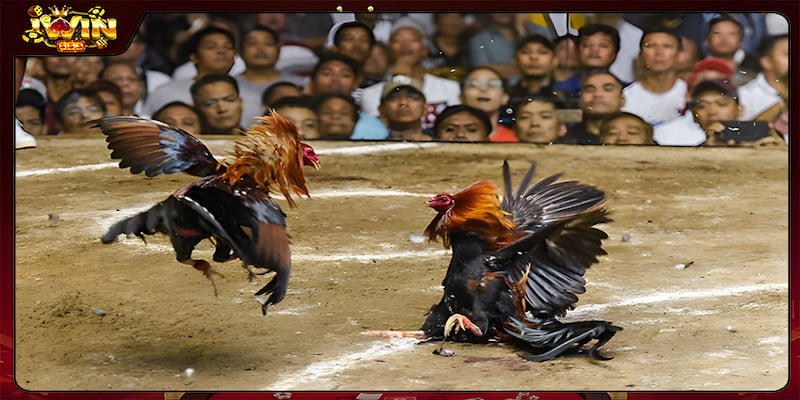 Đá gà iwin là gì và tại sao lại thu hút người chơi?