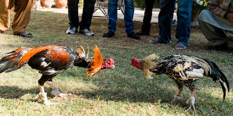 Những ưu điểm khi chơi đá gà iwin trên nền tảng di động